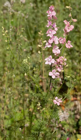 Tall flowering stems of Consolida ajacis.