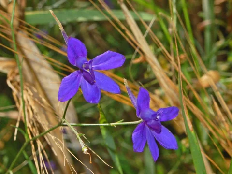 Blue flowers on slender stems of Consolida regalis.