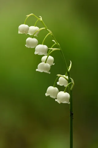 White bell-shaped flowers of Convallaria majalis.