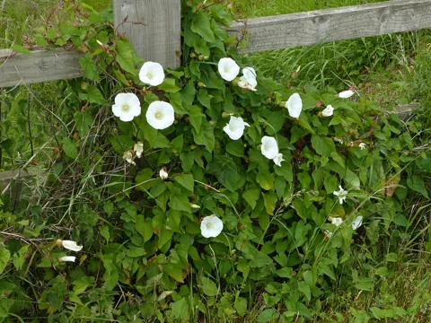 White flowers and climbing stems of Convolvulus arvensis.
