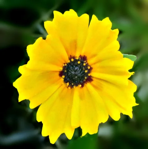 A yellow flower head of Coreopsis grandiflora 'Sunburst'.