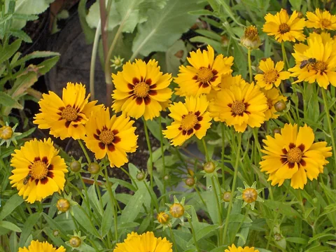 Coreopsis lanceolata 'Sterntaler' in flower.