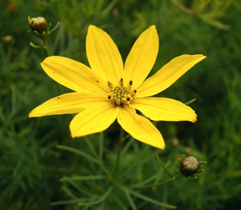 A yellow flower head and fine foliage of Coreopsis verticillata.