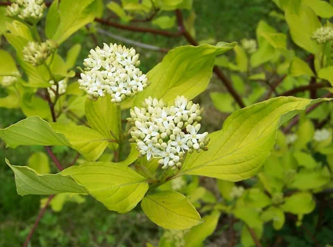 White flower clusters and green foliage of Cornus alba.