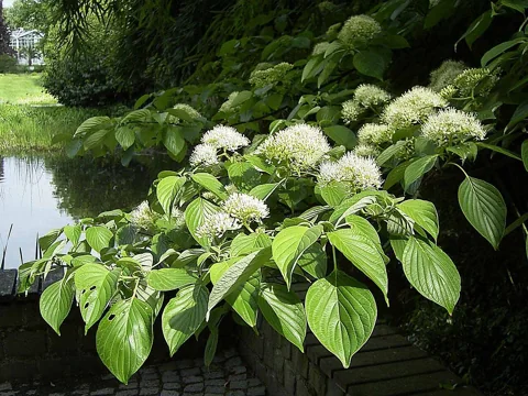 Flowering branches and green leaves of Cornus controversa.