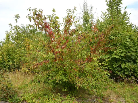 The branching growth of Cornus sanguinea.