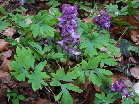 Purple flowers and divided foliage of Corydalis cava.