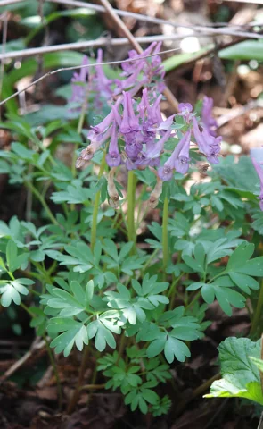 Flowering stems and divided foliage of Corydalis solida.