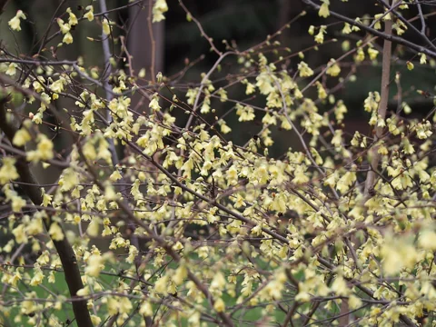 Branches of Corylopsis pauciflora covered in pale yellow flowers.