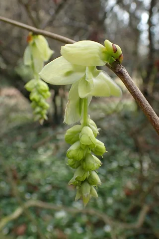 A hanging flower cluster of Corylopsis sinensis.