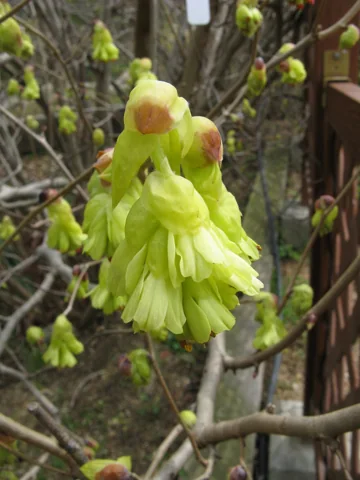 A hanging yellow flower cluster of Corylopsis spicata.