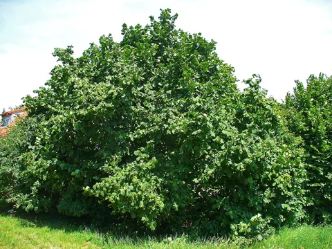 Corylus avellana growing as a broad, dense, leafy shrub.