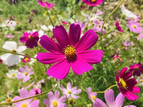 Pink-flowered stems of Cosmos bipinnatus.
