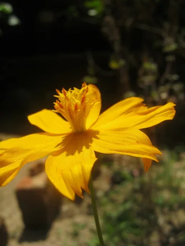 An orange flower head of Cosmos sulphureus.