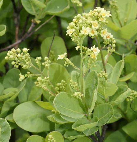 Flower clusters and rounded green foliage of Cotinus coggygria.