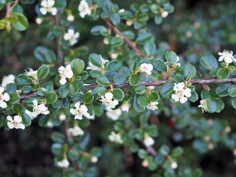 Small white flowers and dense foliage of Cotoneaster congestus.