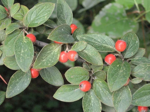 Foliage and red fruit on branches of Cotoneaster franchetii.