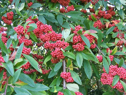 Branches of Cotoneaster frigidus with foliage and red fruit clusters.