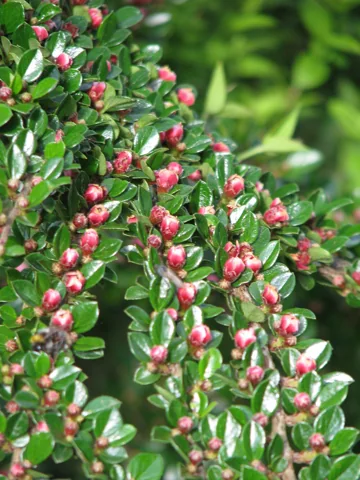 Small pink flowers and leaves on branches of Cotoneaster horizontalis.