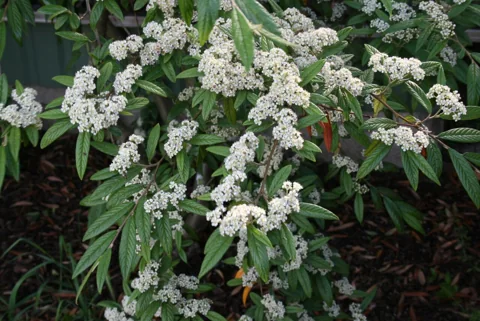 Flower clusters and narrow leaves of Cotoneaster salicifolius.