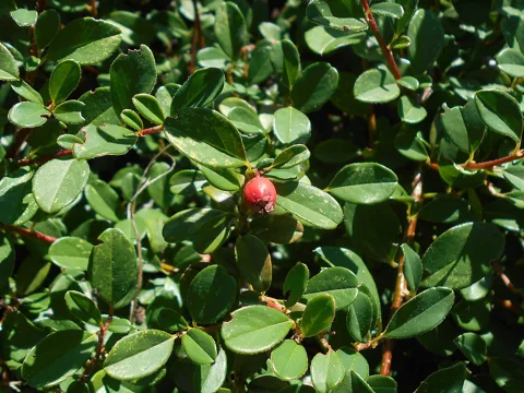 Leafy branches of Cotoneaster × suecicus 'Skogholm' with developing fruit.