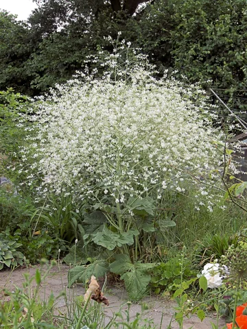 A large flowering plant of Crambe cordifolia.