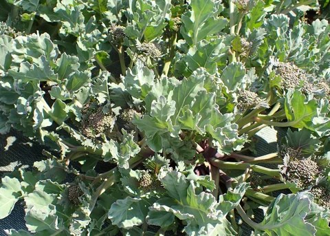 The growth habit of Crambe maritima.