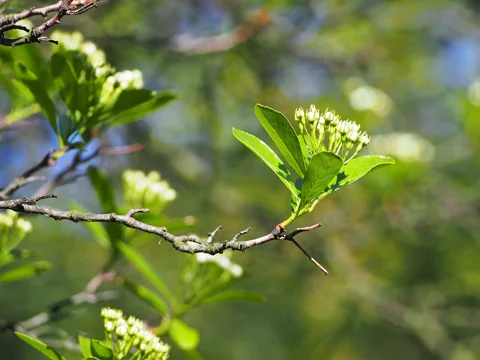 A leafy branch of Crataegus crus-galli with flower buds.