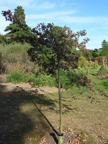 Crataegus laciniata growing as a small tree.