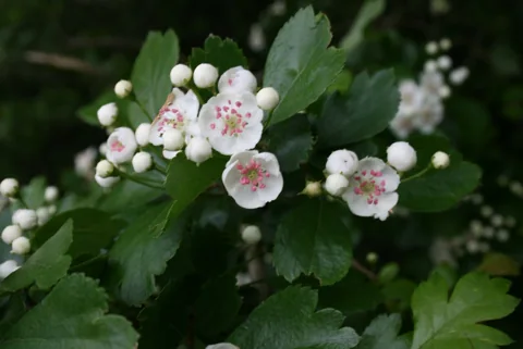 Flowers of Crataegus laevigata.