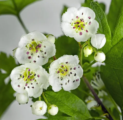 Flowers of Crataegus monogyna.