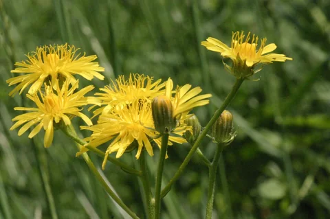 Yellow flower heads of Crepis biennis.