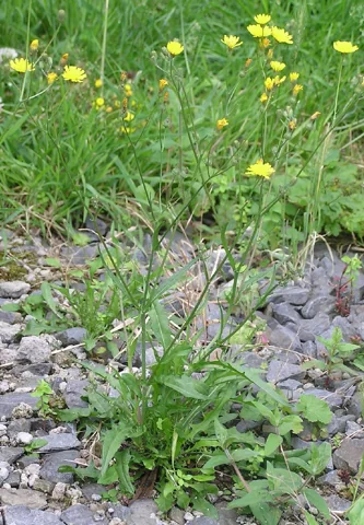 Crepis capillaris growing with upright flowering stems.