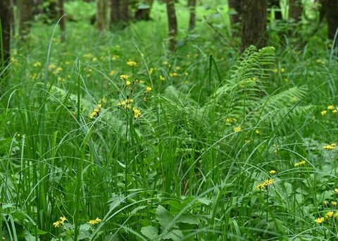 Crepis paludosa with tall stems among woodland vegetation.