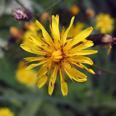 A yellow flower head of Crepis tectorum.