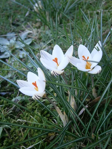 Crocus biflorus flowering among narrow green leaves.