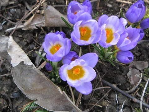 Crocus sieberi subsp. sublimis 'Tricolor' flowering through leaf litter.