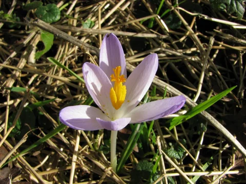 A pale purple flower of Crocus tommasinianus.
