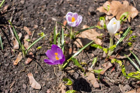 Cultivated Crocus vernus flowering above narrow leaves.