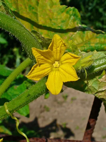 A yellow flower and hairy foliage of Cucumis sativus.