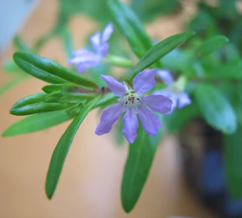 Flowers and narrow leaves of Cuphea hyssopifolia 'Rob's Mauve'.