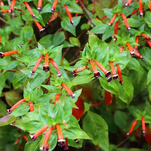 Red tubular flowers and green foliage of Cuphea ignea.