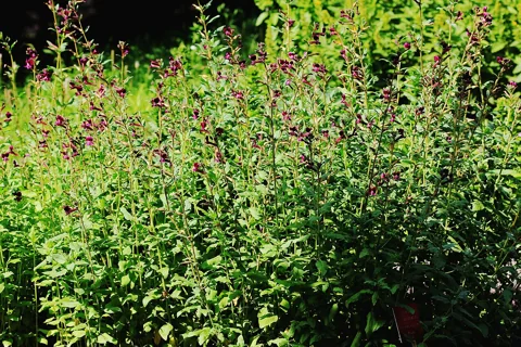 Cuphea lanceolata growing in a dense flowering stand.