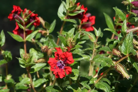 Red flowers and leafy stems of Cuphea llavea 'Rhumba'.