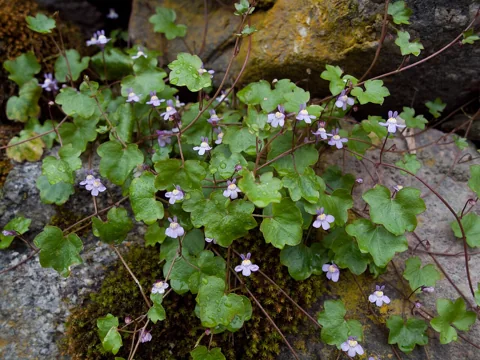 Cymbalaria muralis with low trailing stems and small flowers.