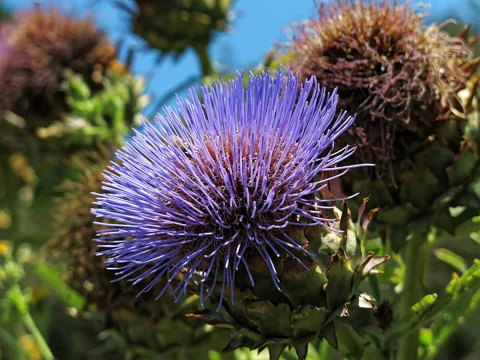 Flowers of Cynara cardunculus.