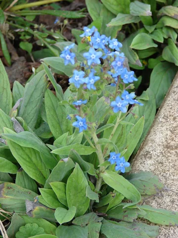 Blue flowers and broad green foliage of Cynoglossum amabile.