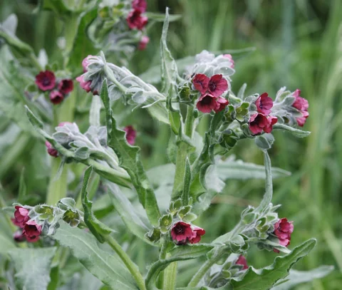 Red-purple flowers and grey-green foliage of Cynoglossum officinale.