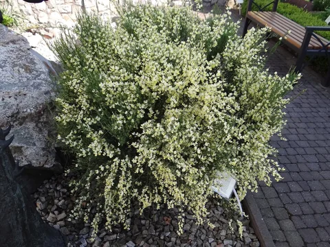 A flowering shrub of Cytisus praecox 'Albus'.