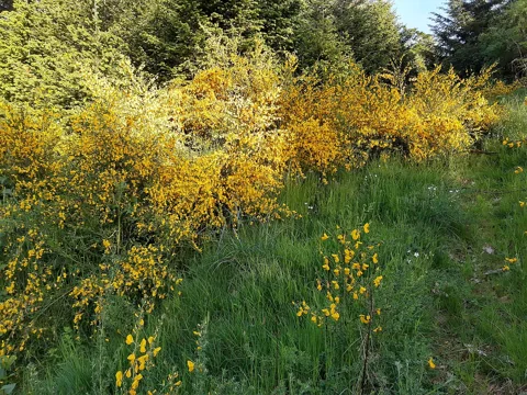Cytisus scoparius in flower.